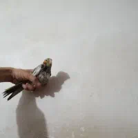 عروس هلندی|پرنده|تبریز, |دیوار