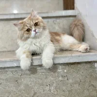 گربه ماده آماده جفتگیری