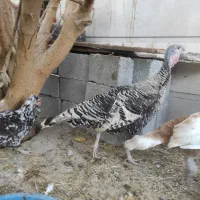 بوقلمون ماده