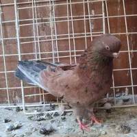 سرور نرکاکلی ماده نوک قنار
