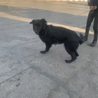 سگ ژرمن جهت واگذاری