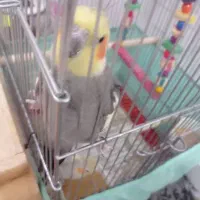 دوتا عروس هلندی جفت ویکی تکی بفروش میرسند