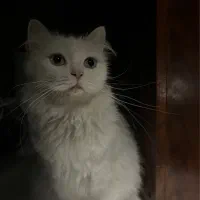 بچه گربه میکس ..پرشین و بریتیش لانگ هیر