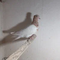 شش عدد کبوتر