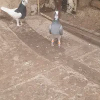 کبوتر صید به شرط|پرنده|بجنورد, |دیوار