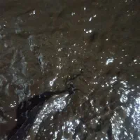 رب سیاه