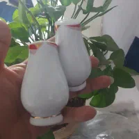 ظرف میوه و نمکدان باهم|ظروف سرو و پذیرایی|مشهد, شهید مطهری|دیوار