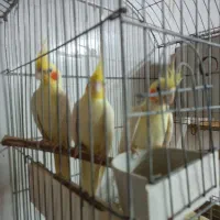 عروس پاریس|پرنده|اهواز, زوویه ۲|دیوار