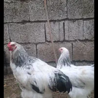 مرغ و خروس برهما و محلی