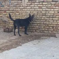 سگ ماده مالینوز