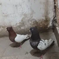 کبوتر سینه ای