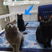 واگذاری گلی خانم