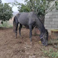 اسب با کره|حیوانات مزرعه|فراغی, |دیوار