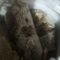 عسل خوب|خوردنی و آشامیدنی|کیش, |دیوار