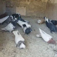 کفتر پروندنی