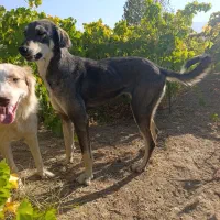 پژدر|سگ|دینور, |دیوار