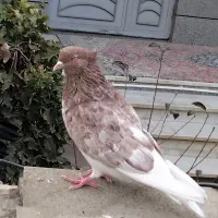 کبوتر سرخ