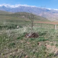 زمین ۲۰۰۰متری