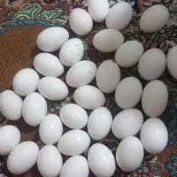 تخم کفتر تازه و ب روز