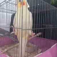 طوطی عروس هلندی بالغ