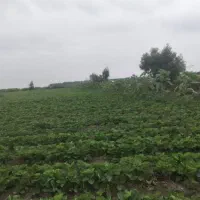 یک و نیم هکتار زمین در امامیه فروش|فروش دفتر صنعتی، کشاورزی، تجاری|خان ببین, |دیوار