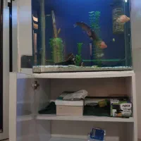 آکواریم خم شرکتی|ماهی|اسلامآباد غرب, |دیوار