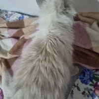 واگذاری رایگان گربه پرشین|گربه|درگز, |دیوار