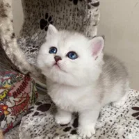 کانال گربه میوهاپ ( پرشین / بریتیش / اسکاتیش )