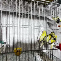 قناری فر|پرنده|مبارکه, |دیوار