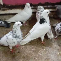 ۲۰عدد کبوتر طوقی و تهرانی|پرنده|کرمانشاه, |دیوار