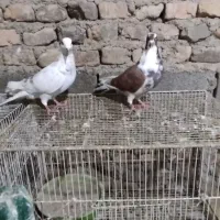 گفتر|پرنده|نگین شهر, |دیوار