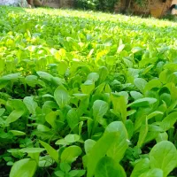 نهال کاهو|خدمات باغبانی و درختکاری|کردکوی, |دیوار