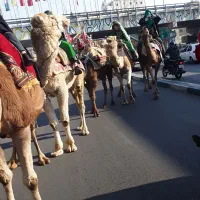 اجاره شتر