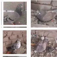 فروش کفتر به صورت جفتی تکی