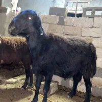 قوچ دو دندان سیاه