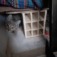 گربه رایگان واگذار می شود|گربه|ارومیه, |دیوار