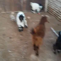 چهار راس بزغاله دورگ