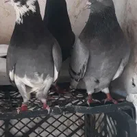 تکپر جفتگاهی