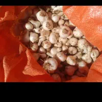 موسیره تازه کوهی