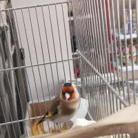 سهره|پرنده|اراک, |دیوار