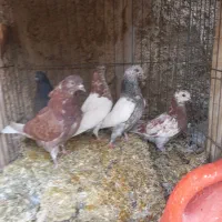 کبوتر دمگیر گلین،پرشی جوجه و کهنه،اصفهانی دمسفید|پرنده|برخوار, |دیوار