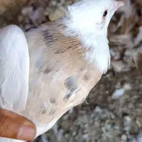 6 عدد طوقی ناب