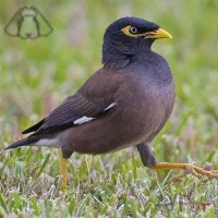 مرغ مینا گم شده