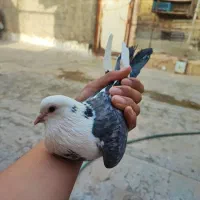 کبوتر