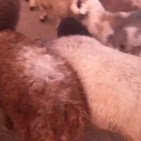 فروش ۲۰راس بره نر