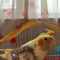 طوطی عروس هلندی|پرنده|اهواز, پردیس|دیوار