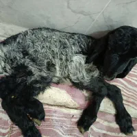 بره نر یک ماهه