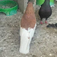 کبوتر خوشرنگ نر ماده