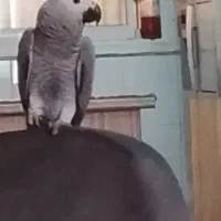 جوجه کاسکو 5ماهه