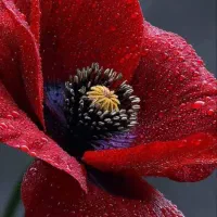 آموزش رانندگی بانوان